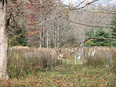 town creek